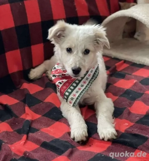 FLINT - Zuckerbub sucht seine Menschen (wartet in Rumänien)