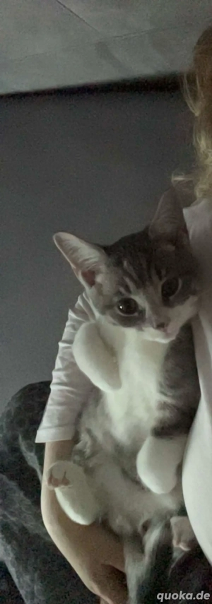 british kurzhaar kater 