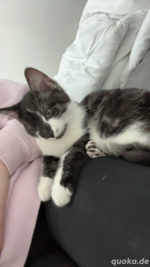 Verkaufe zwei Katzen 