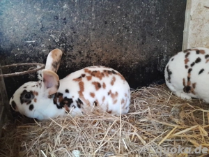 kaninchen rex  Bild 5