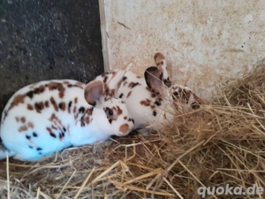 kaninchen rex  Bild 4