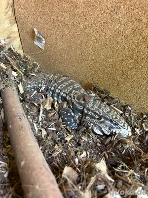 Teju Salvator merianae 0.1