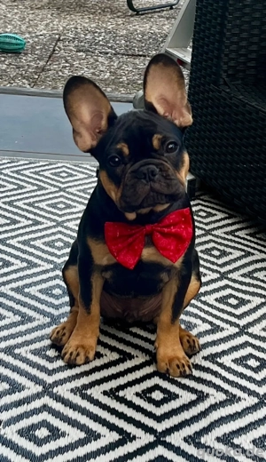 Französische Bulldogge Jungrüde
