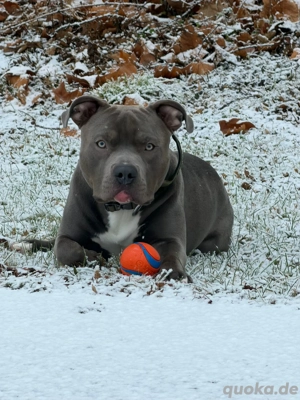 American Bully XL - Rüde - 1 Jahr alt  - Mando