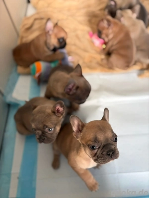 Bezaubernde Französische Bulldoggen Welpen suchen ein schönes Zuhause 
