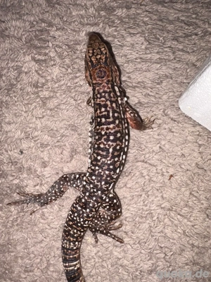 Roter Teju Salvator rufescens 0.0.1