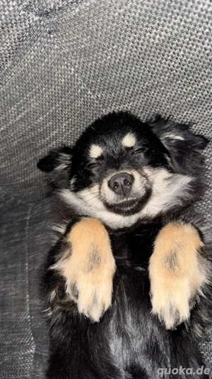 Zwergspitz Bild 5