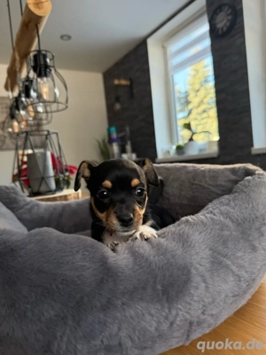 Chihuahua Welpen Kurzhaar