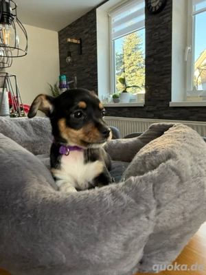 Chihuahua Welpen Kurzhaar Hündin