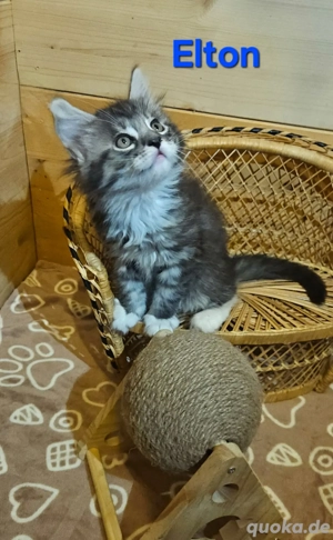 Maine Coon Kitten xxl 