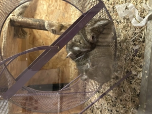 3 Degu Weibchen 