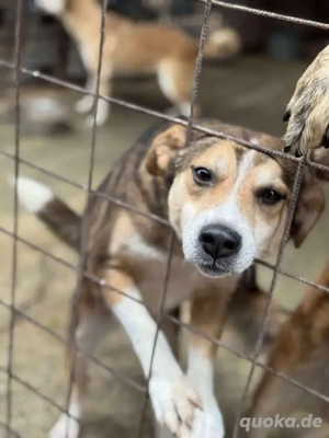 Hübsche Lona - eine ganz liebe und treue Seele