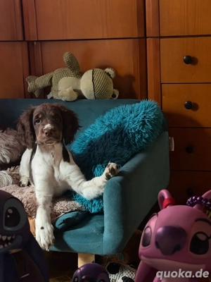 Muss mich leider von mein Welpen trenen da sie sich mit meine Hündin nicht versteht