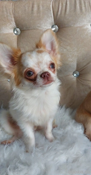 Chihuahua Welpe Rüde 