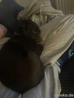 Frida 7 Monate sucht neues Zuhause 