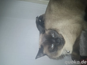 Siamkatzen 