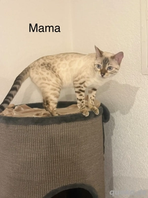    Wurfankündigung Bengal   