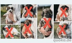 7 Welpen suchen ein für immer Zuhause 