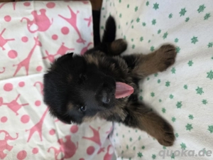 Schäferhundewelpen 