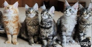 Maine-Coon-Kätzchen gesucht | Düsseldorf + 50 km
