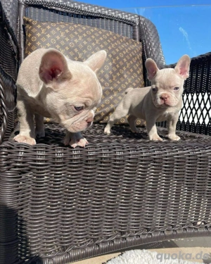 Französische Bulldogge