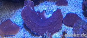 Meerwasser Montiporaplatte SPS   