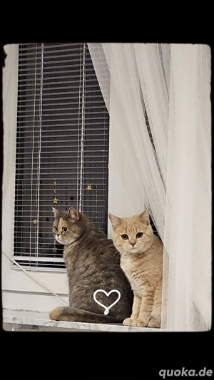 Liebevolles zuhause für Katzen-duo gesucht 
