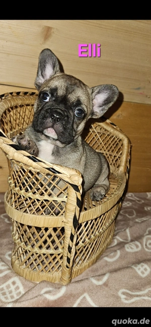Französische Bulldogge Welpen 