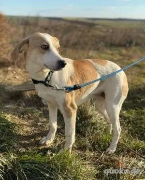 Unsere hübsche Teresa - sucht einfühlsames Zuhause