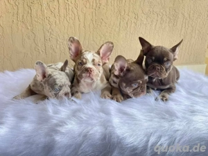 Französische Bulldogge