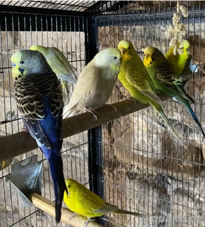 Wellensittiche in versch. Farben und Altersgruppen abzugeben