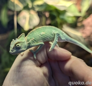 Jemenchamäleon männlich 