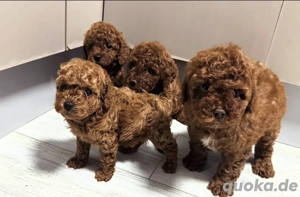 Exklusive Zwergpudel-Welpen in edler red-Farbe   mit Herz aufgezogen 