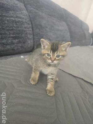 katzenbabys Mädchen 