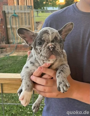 Französische Bulldogge