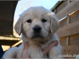 Reinrassige Golden-Retriever-Welpen