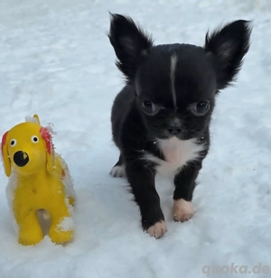 Chihuahua Hündin mini darf ab sofort ausziehen 
