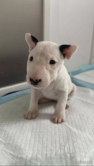 Miniatur Bullterrier Welpen