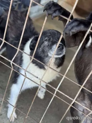 Dankbare Helene - verdient endlich ein richtiges Zuhause