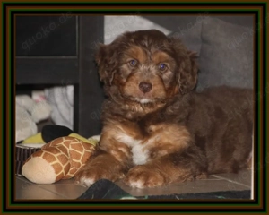 Aussiedoodle - Bezaubernde Welpen in edlem Schwarz aus langjähriger Haus Familienaufzucht.