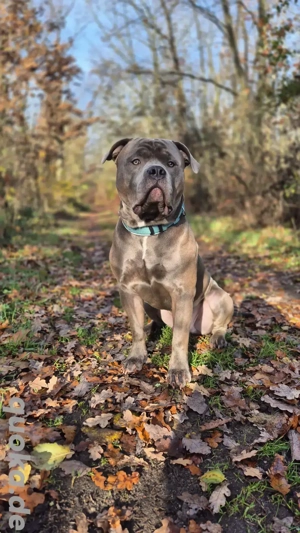 Amerikan xl bully deckrüde