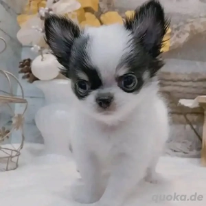 Super chihuahua Welpen