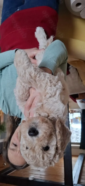Labradooddle Goldendoodle medium