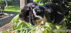 Zwergwidder Geschwister Paar abzugeben