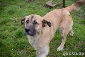 Chip-Nr. 256413 - Eine freundliche, fröhliche, soziale Junghündin