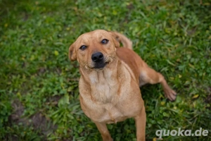 Chip-Nr. 259999 - Die Hündin wird gerade auf ein Leben in ihrer eigenen Familie vorbereitet