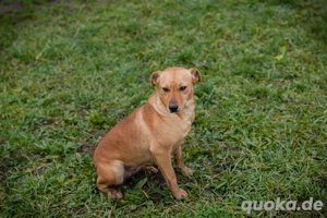 *SABRINA* - eine aktive, flinke und menschenbezogene Hündin