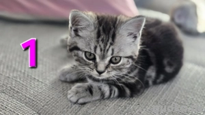 Wunderschöne Britisch Kurzhaar Black Silver Tabby
