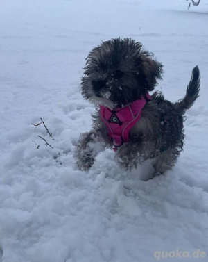 Welpe Havaneser   Shi Tzu 