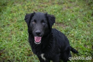 Junghund  RONNY - aktiv, freundlich fröhlich und menschenbezogen - Was will man mehr?